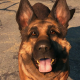 New Fallout 4 Mod Lets You Play As Dogmeat